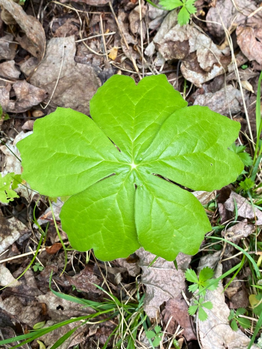 TealSeptember's tweet photo. #Mayapple #Plant #Plants #Outdoors #Nature #Spring #Summer #NaturePhotography #MyPlants2024 #mayapples #woods #forest https://t.co/mnCVHhZDv5