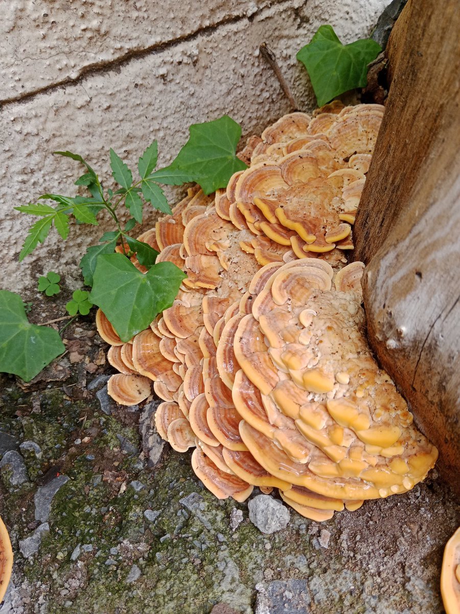 MYCOCOMPOST's tweet photo. #fungi
#mycology #mycocompost
Macro fungi flourished in our backyard..
@Dhayari @Pune https://t.co/dwm4M6pKfx