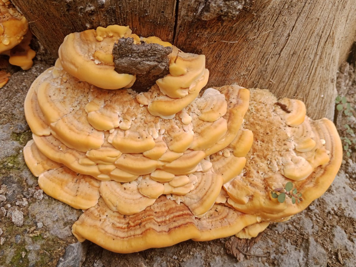MYCOCOMPOST's tweet photo. #fungi
#mycology #mycocompost
Macro fungi flourished in our backyard..
@Dhayari @Pune https://t.co/dwm4M6pKfx