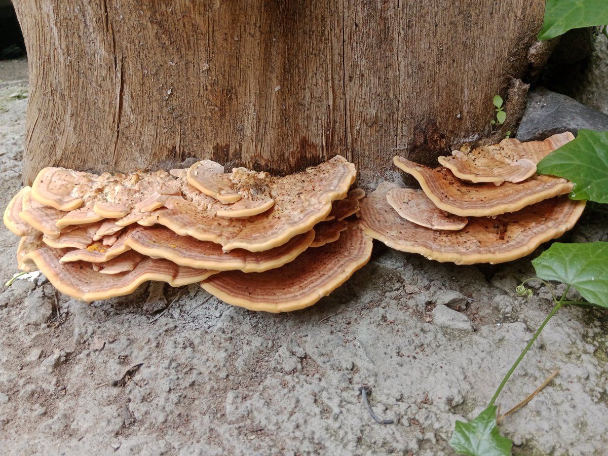 MYCOCOMPOST's tweet photo. #fungi
#mycology #mycocompost
Macro fungi flourished in our backyard..
@Dhayari @Pune https://t.co/dwm4M6pKfx