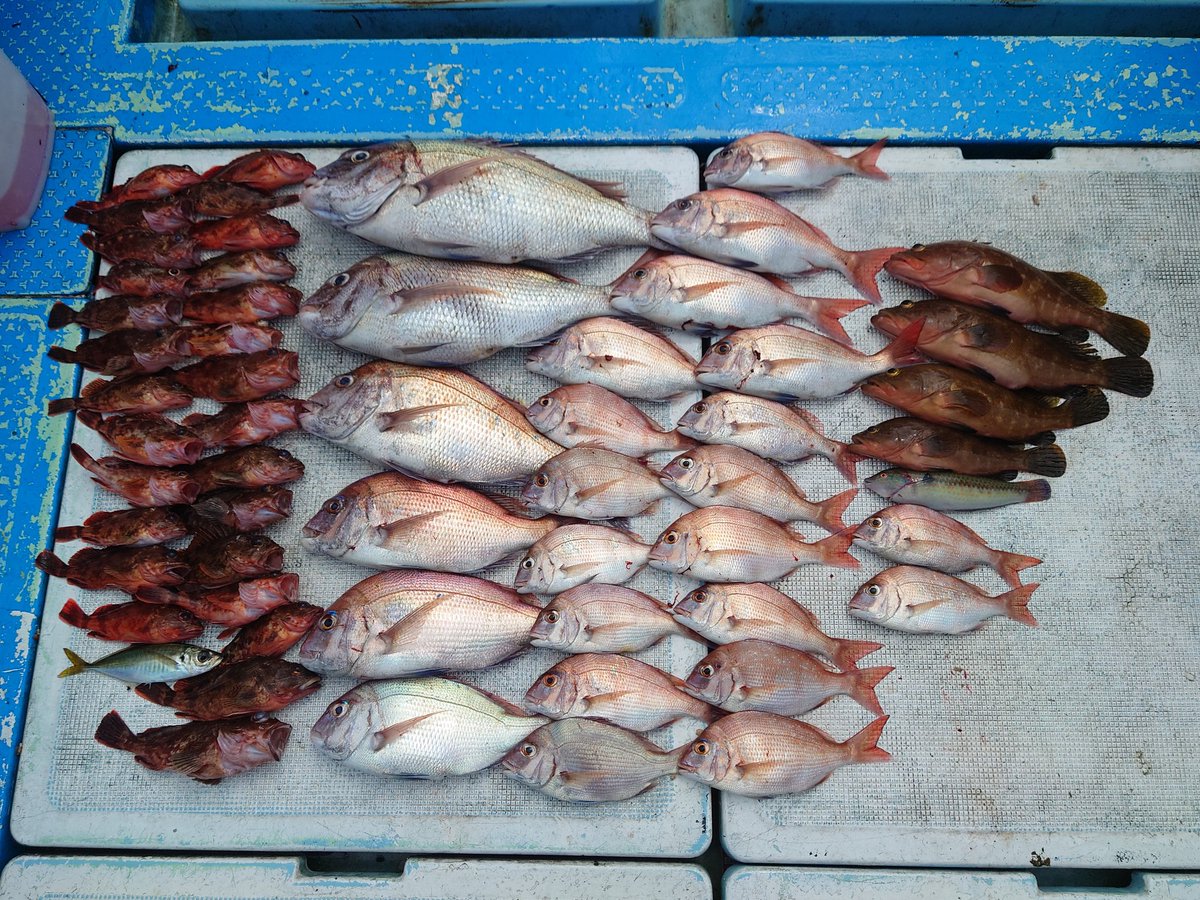 usotuki_mi_kun's tweet image. 7/6、7/7、関門ひとつテンヤ
KAIYU-MARUに乗船👍
二日目は自分以外が花開き
初日は40up真鯛と48cmアコウ💪
とても楽しめました！

…火曜日もお世話になります🤣
#KAIYU-MARU