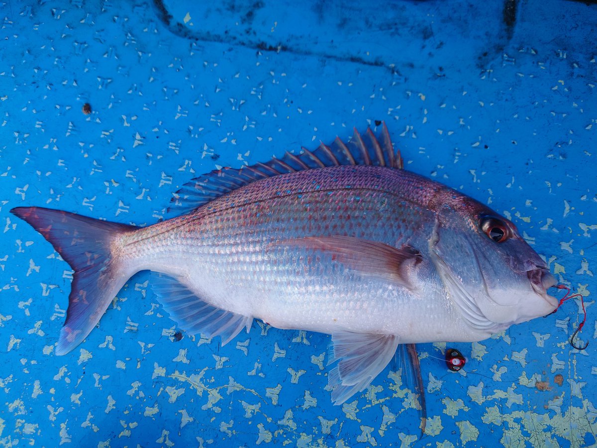 usotuki_mi_kun's tweet image. 7/6、7/7、関門ひとつテンヤ
KAIYU-MARUに乗船👍
二日目は自分以外が花開き
初日は40up真鯛と48cmアコウ💪
とても楽しめました！

…火曜日もお世話になります🤣
#KAIYU-MARU