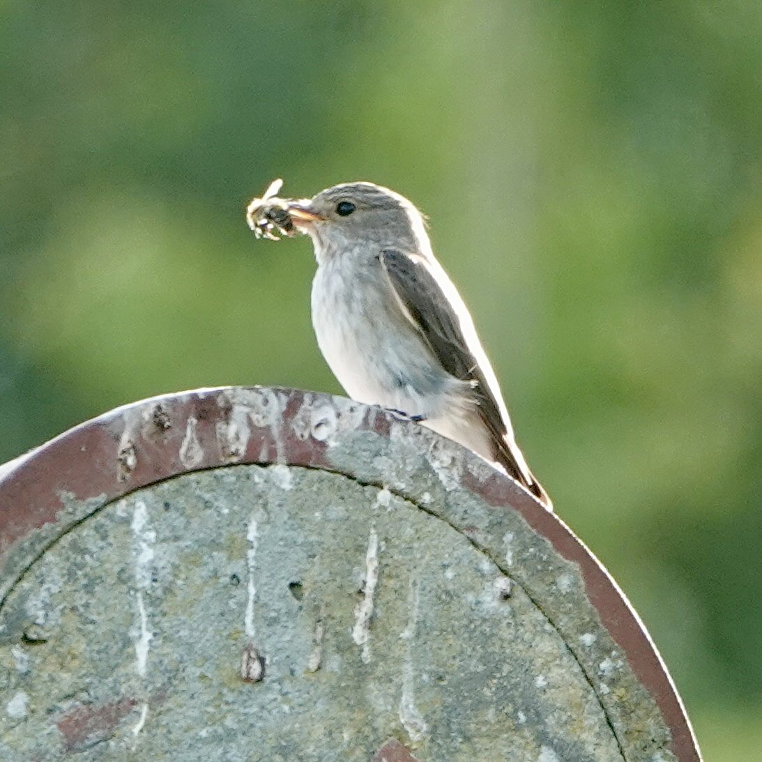 SueTreeHouse's tweet photo. Spotted Flycatcher nesting in garden again after 30years. Welcome back. https://t.co/LvKQkckWQp