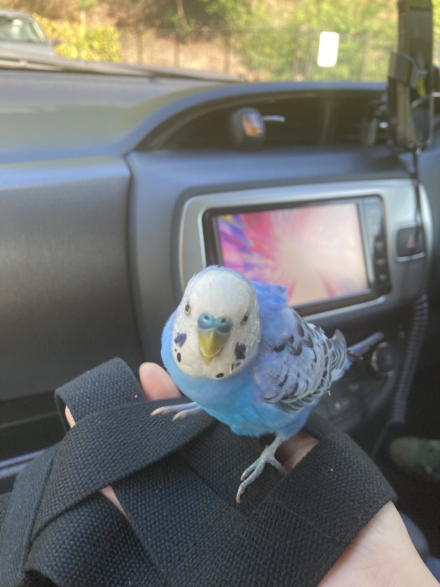 nidomi_cafebar's tweet photo. 大阪・箕面の山手で迷いインコ？を見つけました。
大人でも短時間でふらふらになるほどの灼熱コンクリート地帯でこのままでは死んでしまうと思い保護しました。
飼い主さんを探しています。心当たりのある方に届きますように。
#箕面
#インコ
#迷いインコ https://t.co/oyawD9S7xo