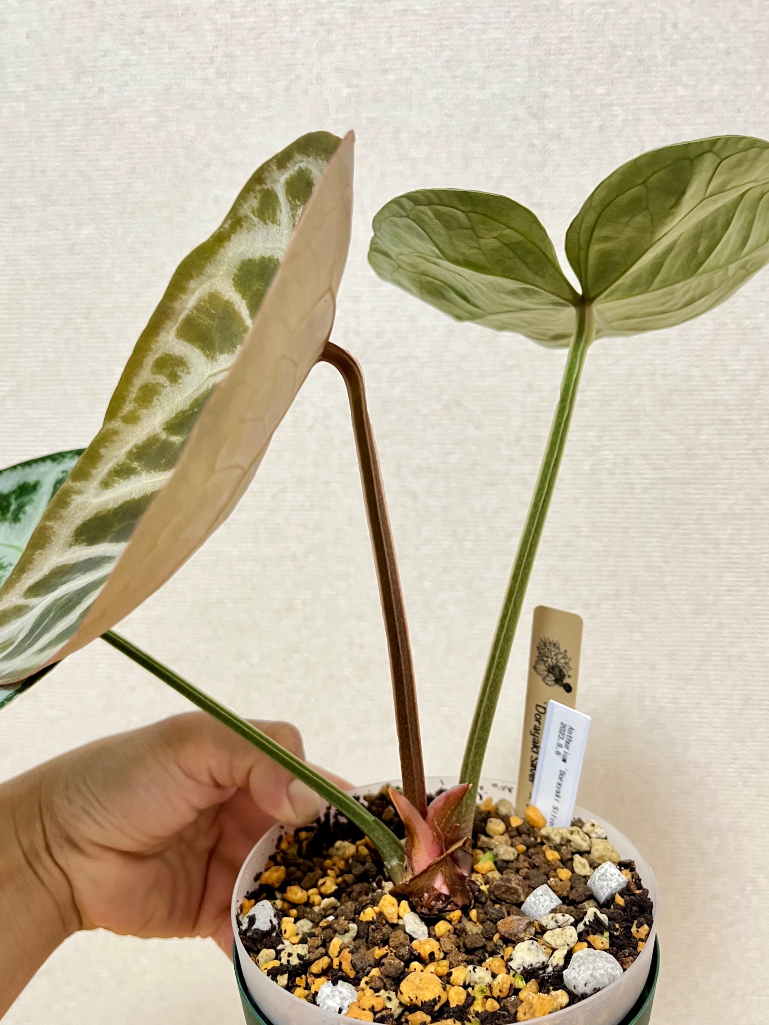 Anthurium Dorayaki Silver × Angels Dream アンスリウム