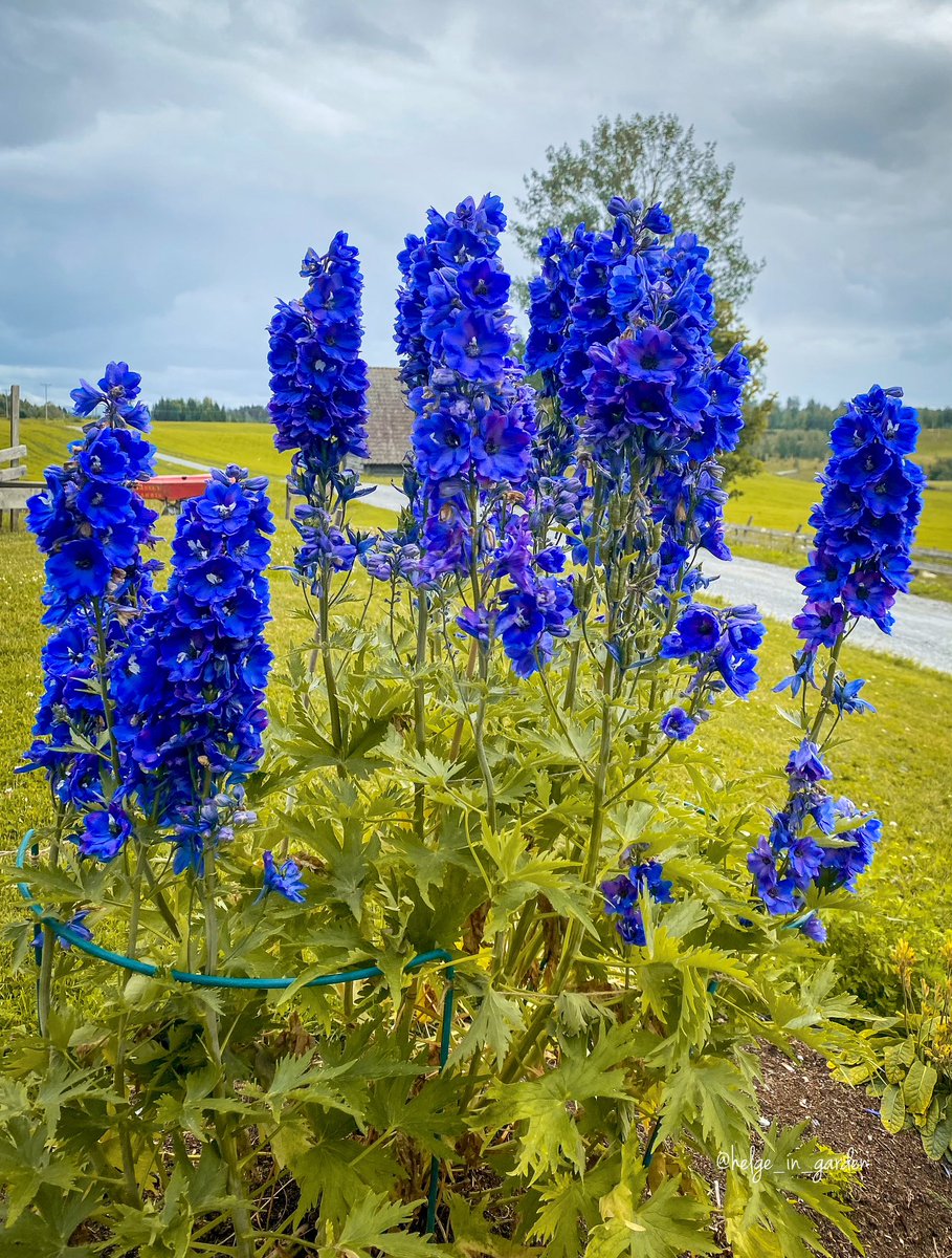 gardeninNorway's tweet photo. Delphinium «Guardian Blue»😀
#Flowers #nature #NaturePhotography #gardening #gardens #Norway  #plants #GardeningX  #NaturePhoto https://t.co/ohURS7anJ1