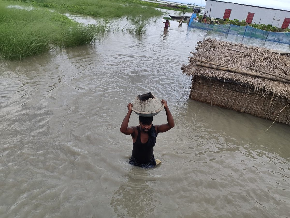 Flood spares none; it hits harder on animals.  Here are photos from Oumura and Kharballi villages of Barpeta, Assam - the sights of rescuing and sheltering. Food for domestic animals are scarce as water crawls over every place.
