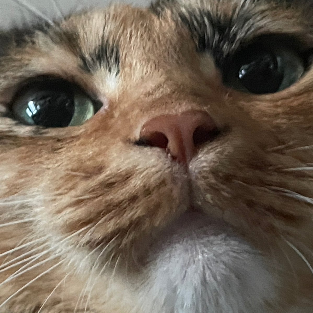 lepusnette's tweet image. 우리집 호랑이