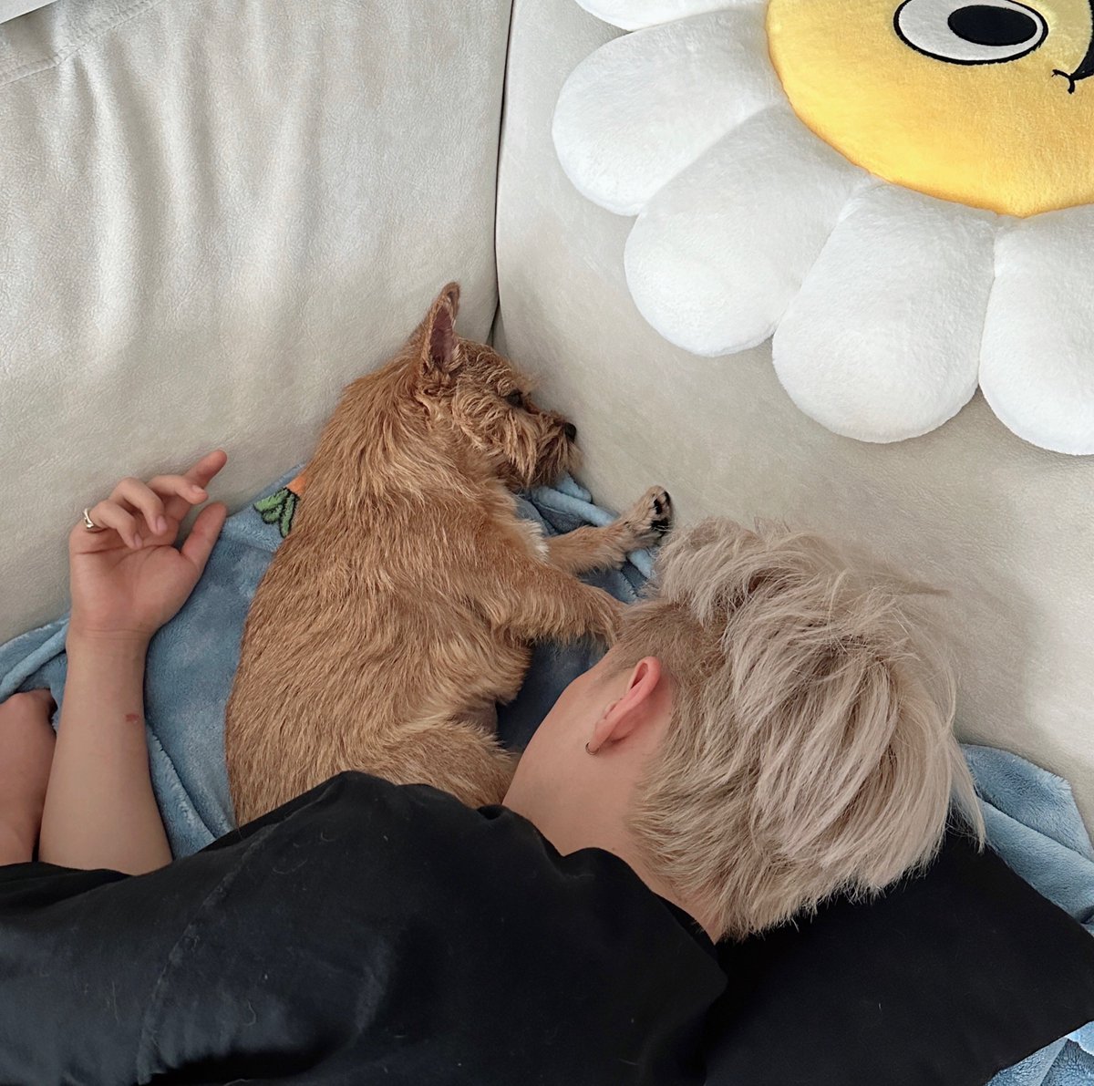 wonubliss's tweet photo. HOSHI 🌟🤎🥰 https://t.co/EZP2S7yRcO