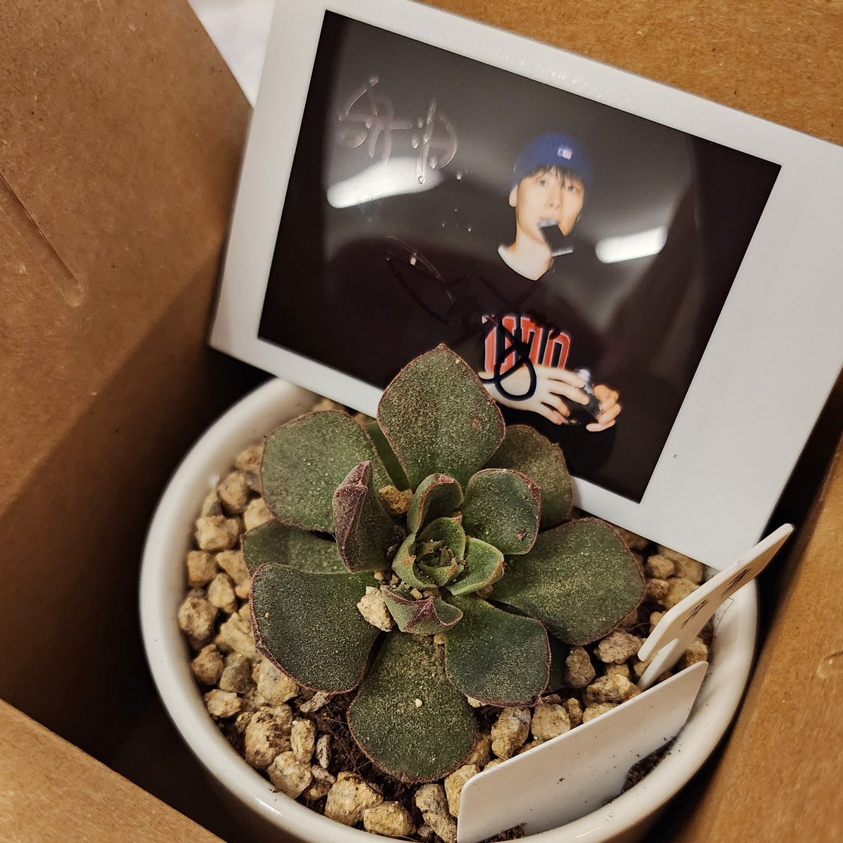 화분 이름도 하나하나 써주는 여우 어떤데...