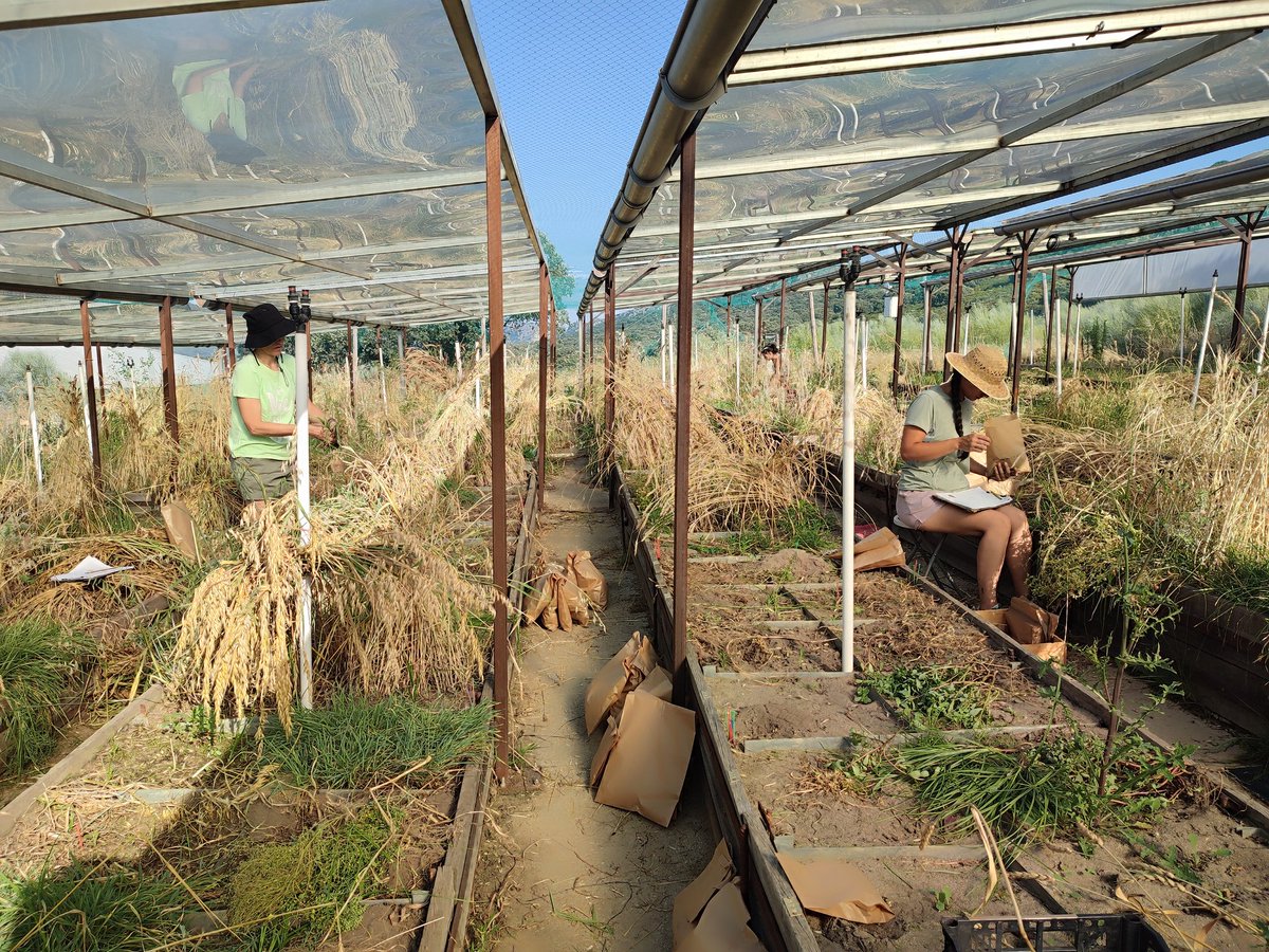 Christian Schöb (@christianschob) on Twitter photo Harvest of the #CropDiversityExperiment <a href="/ApriscoC/">Estación Experimental Aprisco</a> in full swing. #CROWILUTION <a href="/AgEInves/">Agencia Estatal de Investigación</a> includes crops and their wild relatives and presents us a few particular challenges, e.g. heat (over 40 °C under the rainout shelters) and seed shattering of the #cwr <a href="/BiodiversosU/">biodiversos.urjc</a> <a href="/IICG_URJC/">IICG-URJC</a> Harvest of the #CropDiversityExperiment <a href="/ApriscoC/">Estación Experimental Aprisco</a> in full swing. #CROWILUTION <a href="/AgEInves/">Agencia Estatal de Investigación</a> includes crops and their wild relatives and presents us a few particular challenges, e.g. heat (over 40 °C under the rainout shelters) and seed shattering of the #cwr <a href="/BiodiversosU/">biodiversos.urjc</a> <a href="/IICG_URJC/">IICG-URJC</a>