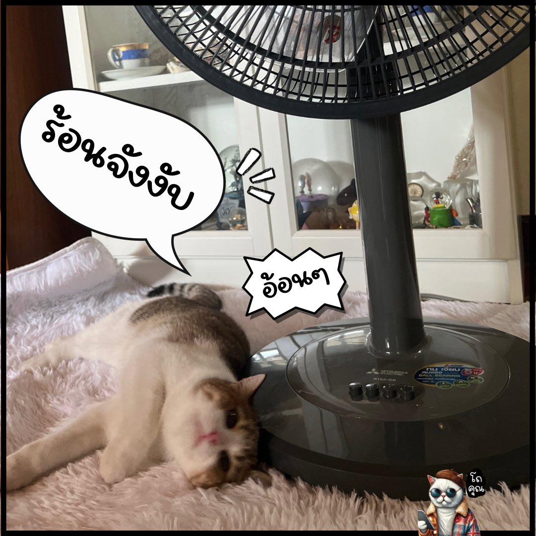 Chayanant89's tweet photo. #ประหยัดไฟเบอร์ห้า

ช่วงนี้ไม่ร้อนมากป๋มเลยให้ทาสเปิดพัดลมให้แทนคับ ช่วยทาสประหยัดเงินบ้าง 😽

⭐️ชื่อแบรนด์ Mitsubishi มั่นใจได้ถึงคุณภาพ มีหลายสีให้เลือก⭐️

📍ประหยัดไฟเบอร์ 5 
📍รับประกันมอเตอร์ 5 ปี

https://t.co/5T5ZDQxynN

#ยูสุแมวจอมป่วน #โถคุณ #พัดลม #mitsubishi #ค่าไฟ https://t.co/nFTB2paHky