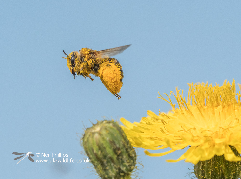 GreenAngelsLT's tweet photo. Would you like to take fabulous photos like this? Then we have a fabulous FREE wildlife photography course for you in Grays, Essex. Learn expert tips from fantastic photographer Neil Philips @UK_Wildlife. Contact Rachel on 07468 367904 or email greenangels@thelandtrust.org.uk https://t.co/JJHzHi1Ns4