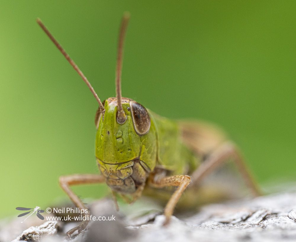 GreenAngelsLT's tweet photo. Would you like to take fabulous photos like this? Then we have a fabulous FREE wildlife photography course for you in Grays, Essex. Learn expert tips from fantastic photographer Neil Philips @UK_Wildlife. Contact Rachel on 07468 367904 or email greenangels@thelandtrust.org.uk https://t.co/JJHzHi1Ns4