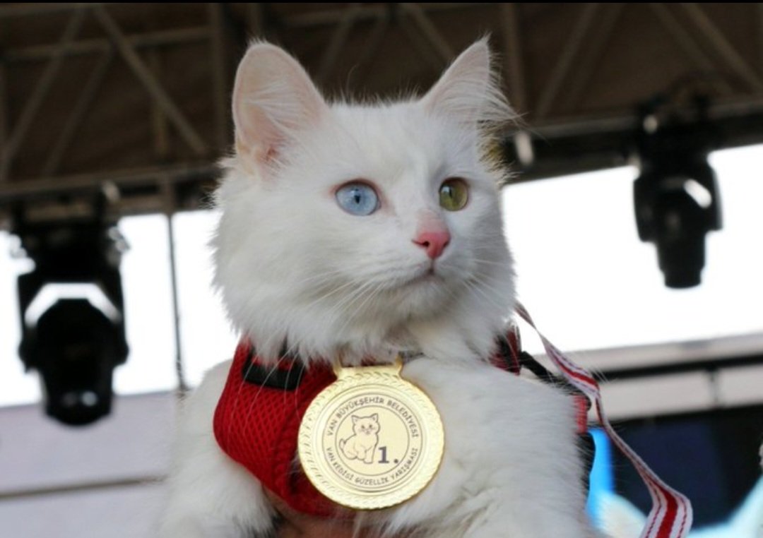 RustlingTrees's tweet image. Kurdish Van Cat