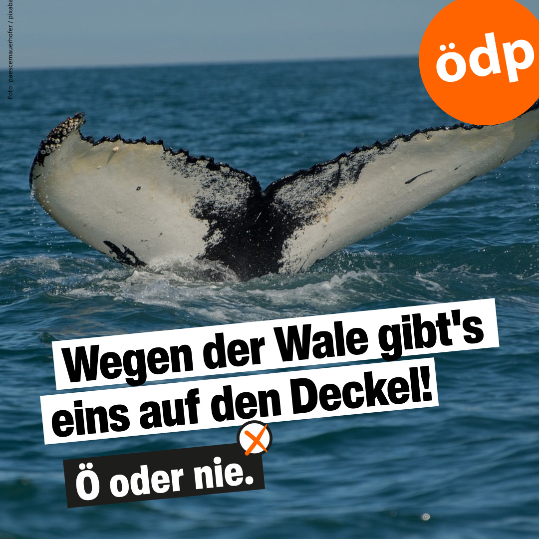 oedpbayern's tweet photo. Verschlüsse an Plastikflaschen müssen jetzt dranbleiben. Für die rechte Ecke ein Aufregerthema. Was bleibt als Lehre: Wer sinnvolle Regelungen schlecht begründet, macht einen schweren Fehler:
https://t.co/mUbBKk5NLI
Bernhard G. Suttner
#ÖDP #orangeaktiv #öodernie #kompassorange https://t.co/cfALIxdssX