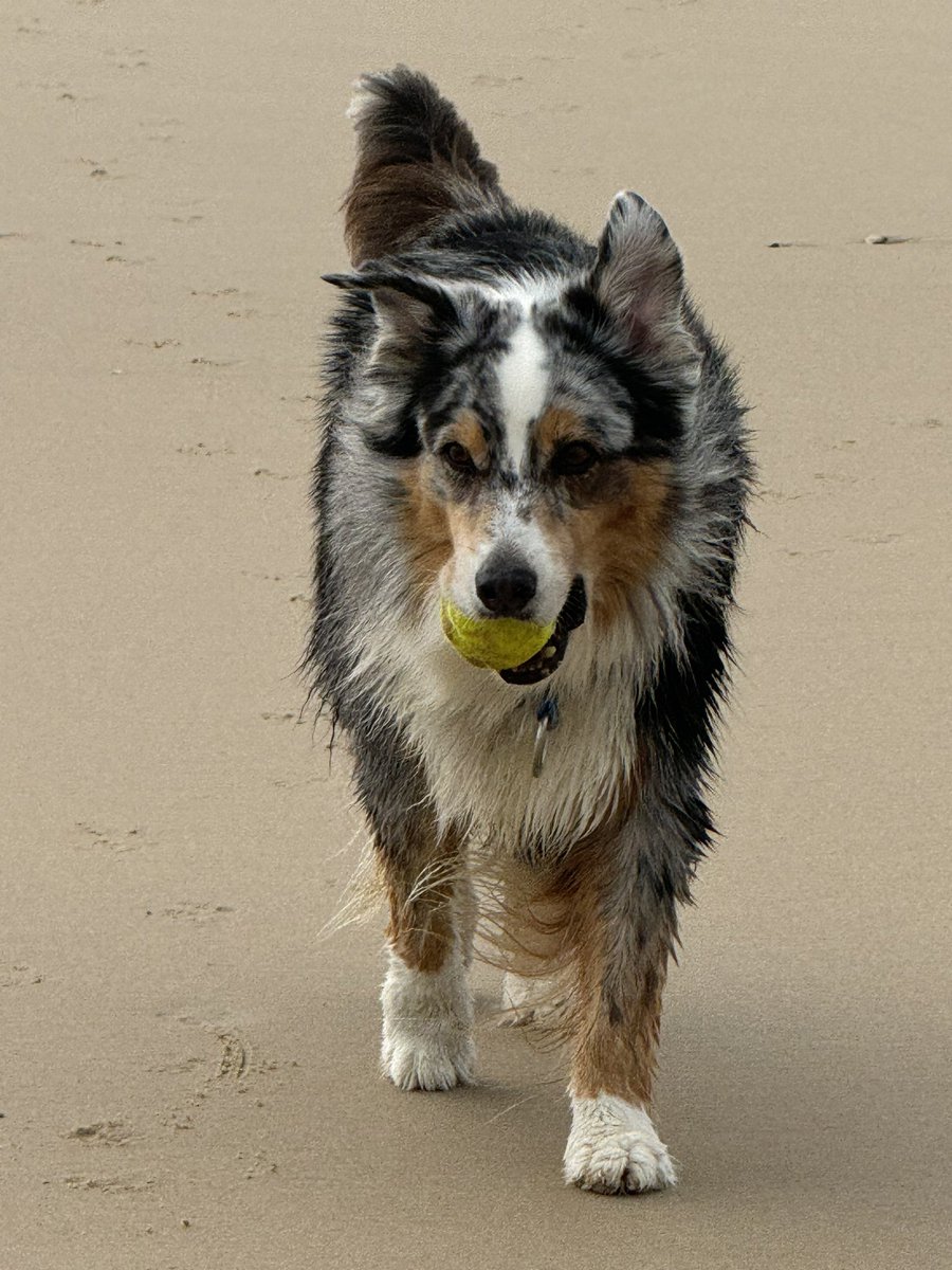 MarcusSaltmarsh's tweet photo. My wish for every man is that you have a couple of cobbers like Frank and Teddy.

#MensHealth Frank and Teddy #AustralianShepherd https://t.co/bTMhlvP0zV