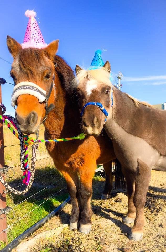 two ponies celebrating the accumulation of 10,000 horse image lovers