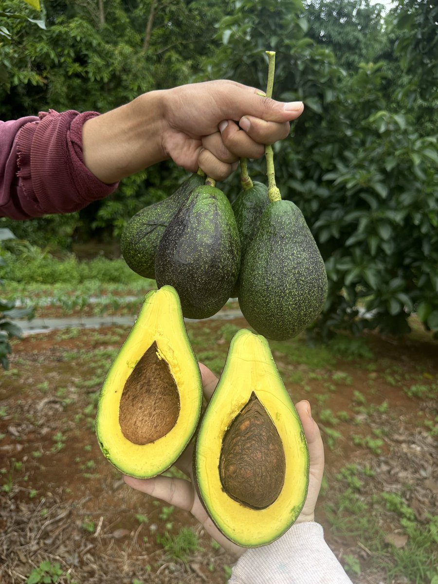 Busaba_01's tweet photo. 🥑พบพระ08    เหนียวหนึบ เหนียวมัน

ลูกละ 40 บาท  5ลูกขึ้นไปส่งฟรี‼️

เนื้อแห้งคล้ายพันธุ์แฮส เนื้อเหลืองสวย 
👉🏻มีของพร้อมส่งค่ะ📦

สั่งซื้อ https://t.co/e4j9Eeofs5 https://t.co/5dss9KoOOd