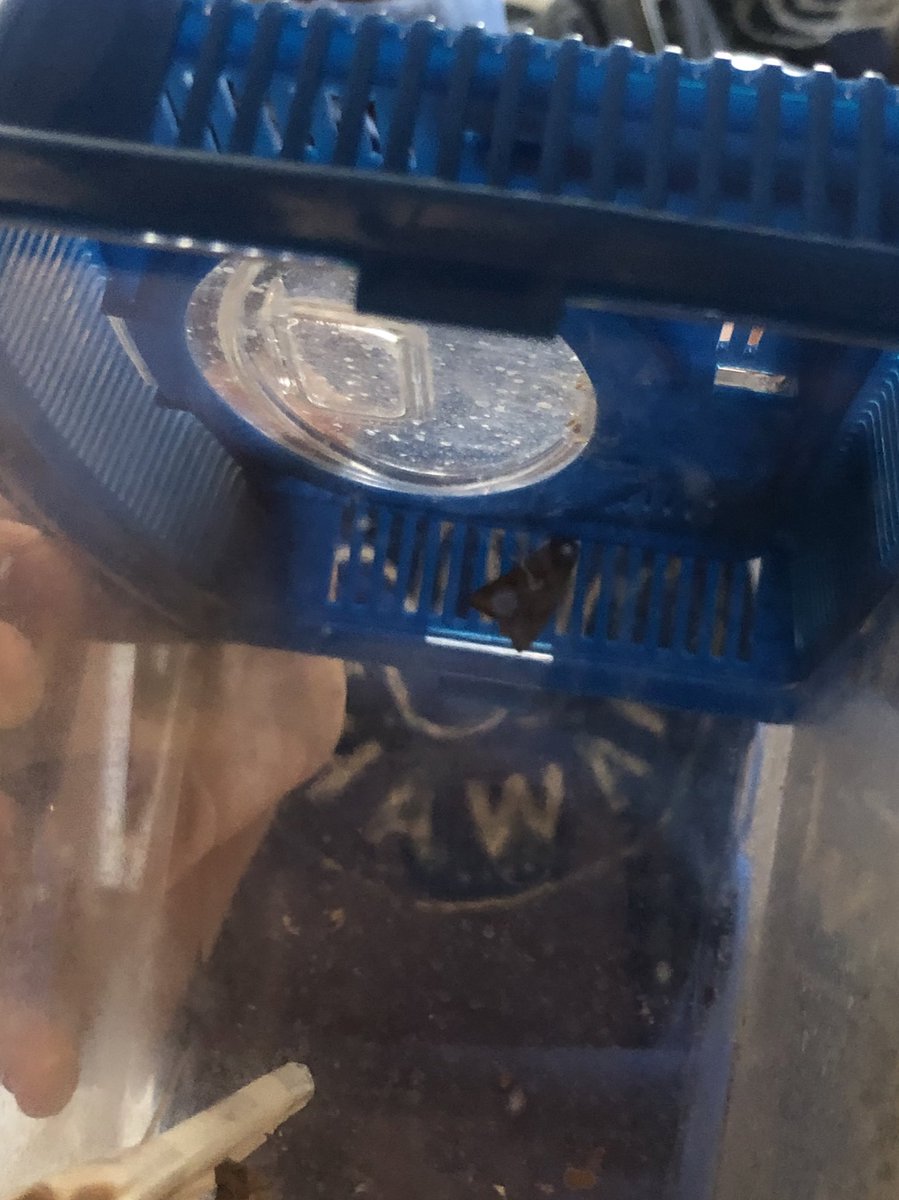 Perlstern's tweet photo. レタスをひと玉買って，中から出てきた青虫を育ててた息子。本日無事に成虫になったので外に逃しました。(蛾でした)。 https://t.co/jHb9ZOsm1K