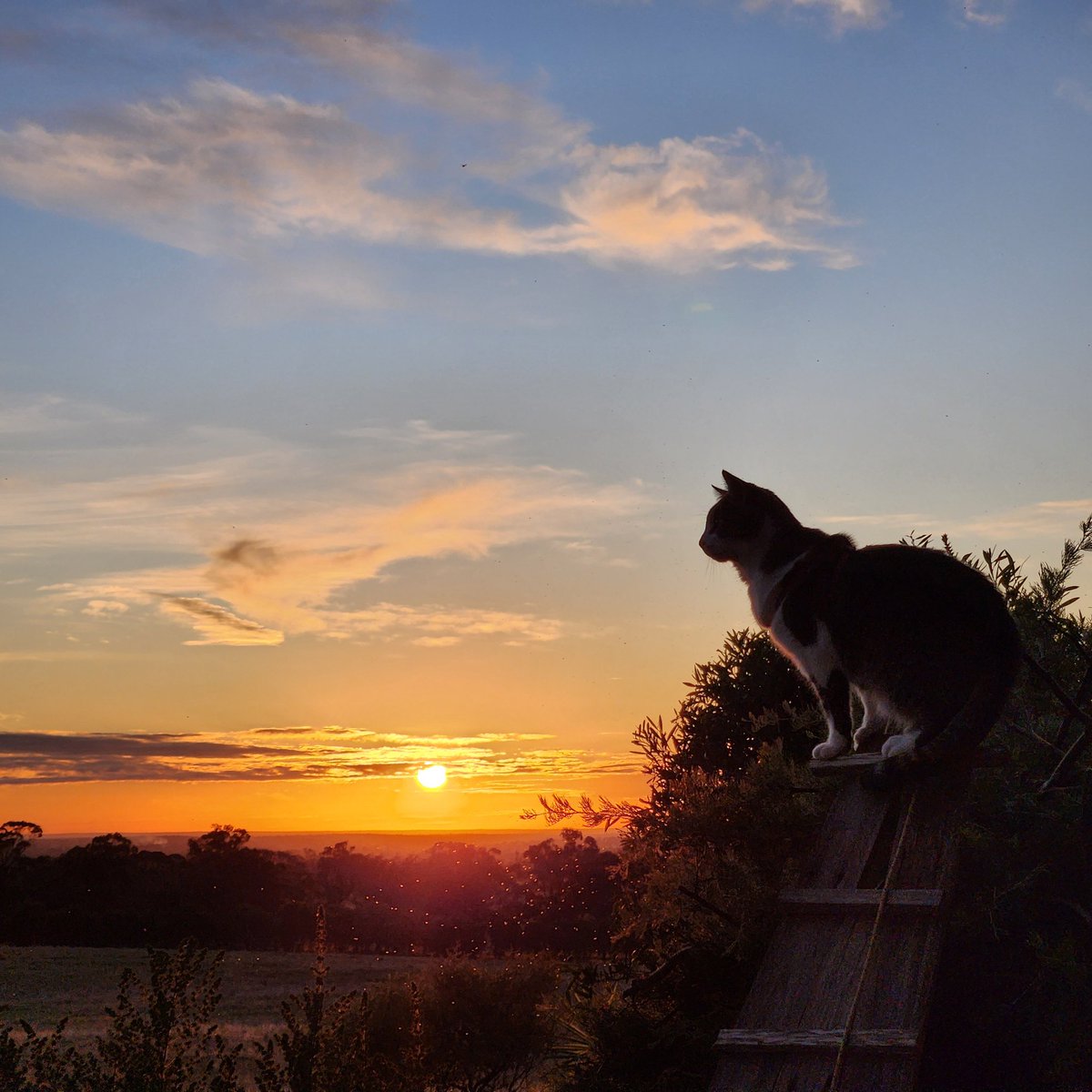 Dr Emma McLaughlin tweet media