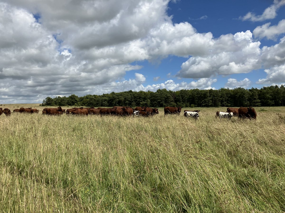 janet_roden's tweet photo. A lovely sunny (eventually) Saturday chatting with enthusiastic breeders about the @BreedforCH4nge project and seeing stock and stockmen making the most of the land they farm.@CenturionGroup2 https://t.co/qtguXeD0o8