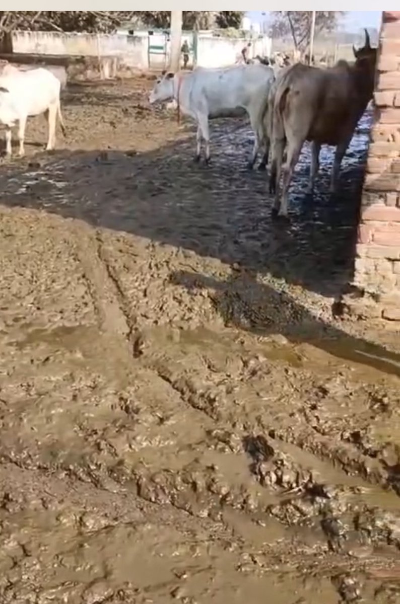 रास्ते क्रिटिकल,
 हाजरी डिजिटल
 कैसे संभव है?
  सरकार को चाहिए कि वह धरातल पर आकर शिक्षकों की समस्या समझे🙏🙏
#boycottऑनलाइनहाज़िरी
#BasicEducation
#UpBasicSchool