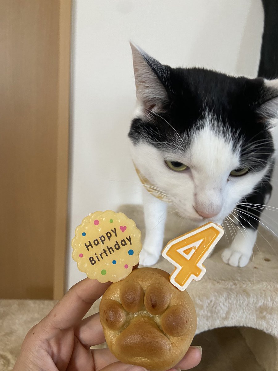 fuku193's tweet photo. ごまもち4歳おめでとう🎂🎉🎁
もなかもよもぎも元気です💪 https://t.co/NUgPqWceGm