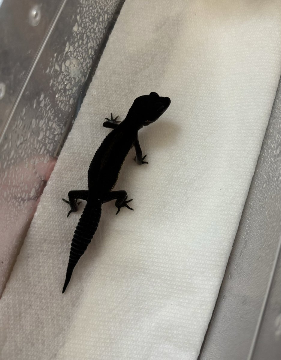 Spring_Garden__'s tweet image. 今年生まれたメラニスティックhetラプター
真っ黒けっけ。

#レオパ　#レオパードゲッコー　#爬虫類