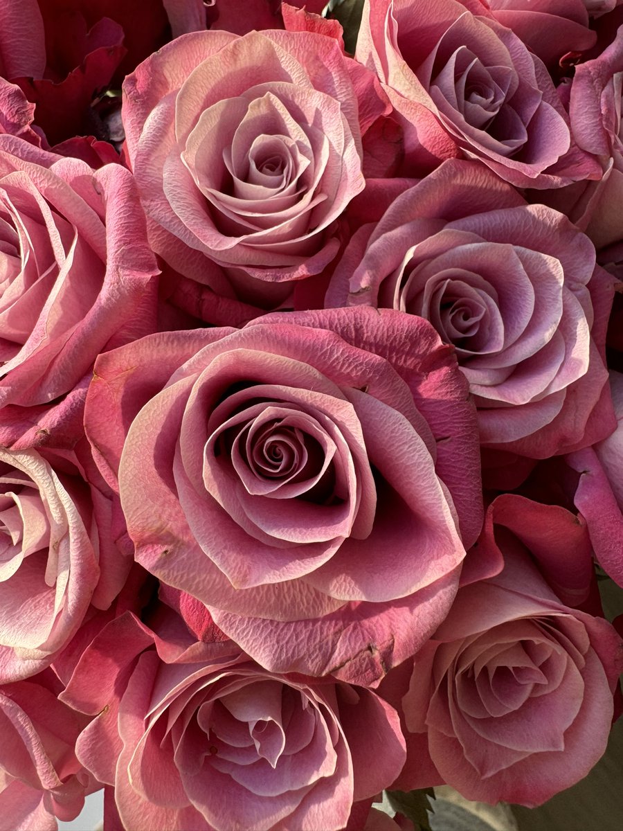 tellrightnow's tweet photo. If you look at the rosebuds for a long time, it seems that you are being sucked into a whirlpool of buds. Beautiful and attractive.

#art #flowerart #FlowerHunting #flowerlove #FlowerPicture #flowerpower #FlowersOfX #roses #Sunday #SundayMorning https://t.co/1GoqarwsXH
