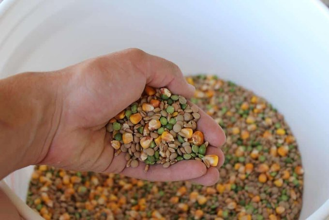 ZamukaGreenSol's tweet photo. Among the poultry feed options available, what is your preference? Why? 

A. Hydroponic Fodder, 
B. Homemade feeds, 
C. Industrial-formulated feeds, 
D. Black Soldier Flies Feed. 

Are you interested in chicken feeding tips? Please stay tuned in. #AgInfluencersRw

📷@Farming_mfs https://t.co/y0sQRhTvYT