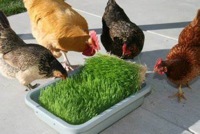 ZamukaGreenSol's tweet photo. Among the poultry feed options available, what is your preference? Why? 

A. Hydroponic Fodder, 
B. Homemade feeds, 
C. Industrial-formulated feeds, 
D. Black Soldier Flies Feed. 

Are you interested in chicken feeding tips? Please stay tuned in. #AgInfluencersRw

📷@Farming_mfs https://t.co/y0sQRhTvYT