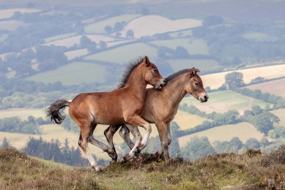 snelgrovephoto's tweet photo. One of my favourite days out on the moor was watching these two Dartmoor pony foals play and then rest together, with Haytor and Lowerman Rocks as the perfect backdrop. π·π·
#imagesofhorses #snelgrovephoto #dartmoornationalpark #dartmoorponies #haytor #naturemoments https://t.co/m1CKrjcT2e