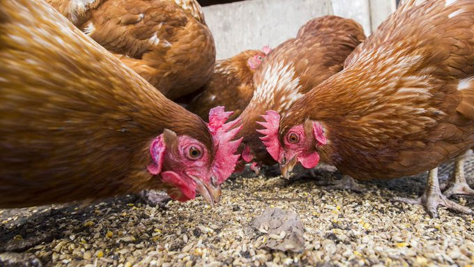 ZamukaGreenSol's tweet photo. Among the poultry feed options available, what is your preference? Why? 

A. Hydroponic Fodder, 
B. Homemade feeds, 
C. Industrial-formulated feeds, 
D. Black Soldier Flies Feed. 

Are you interested in chicken feeding tips? Please stay tuned in. #AgInfluencersRw

📷@Farming_mfs https://t.co/y0sQRhTvYT