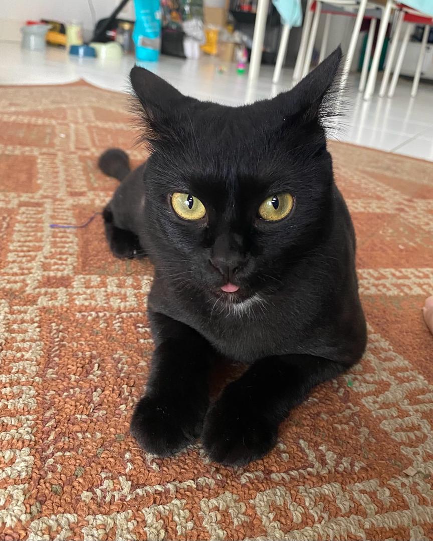 rafhendrix17's tweet photo. Fostered this cutie for awhile now and alhamdulillah we finally found an adopter. So far kucing paling susah nk cari adopter. Kesian dia 🥲 Shoutout to my wife for relentlessly finding her a forever home. Be good kiddo. https://t.co/JcmsQzyxKI