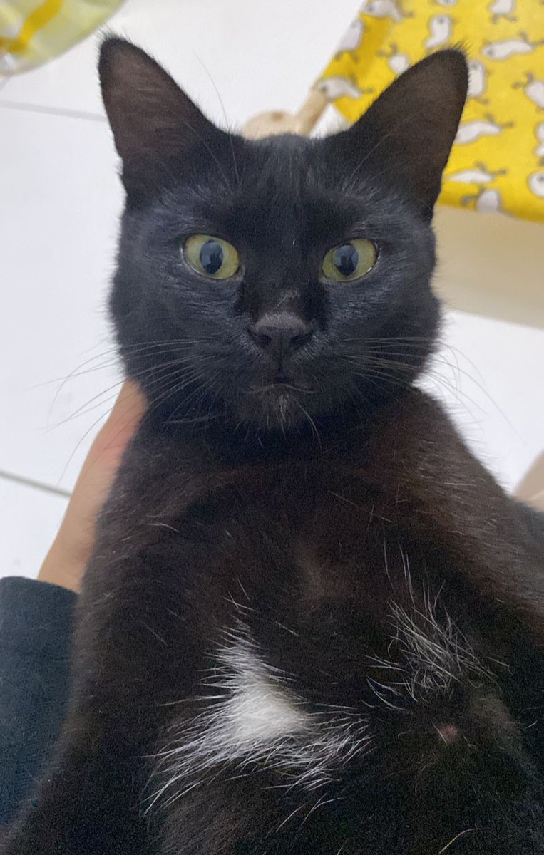 rafhendrix17's tweet photo. Fostered this cutie for awhile now and alhamdulillah we finally found an adopter. So far kucing paling susah nk cari adopter. Kesian dia 🥲 Shoutout to my wife for relentlessly finding her a forever home. Be good kiddo. https://t.co/JcmsQzyxKI