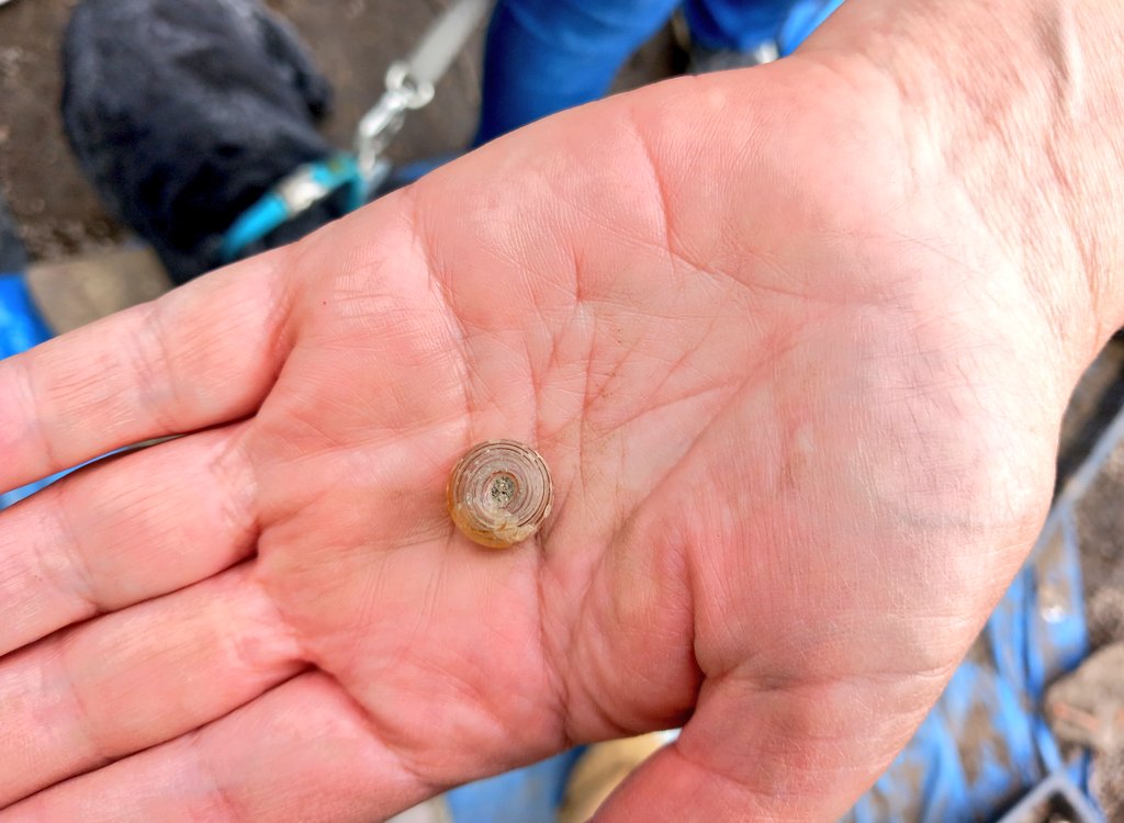 CotswoldArch's tweet image. Ashley, Dottie, and Angus are digging the #TestPit at Westgate Cottage. Angus has found 3 pieces of blue and white pottery that he's been able to fit back together. Other highlight finds from the test pit include a beautiful yellow glass bead and a small metal button. More