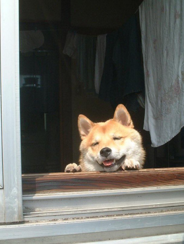 Gekikawa_Dbts's tweet photo. 猛暑でバテる犬 https://t.co/FvqczXvp7U
