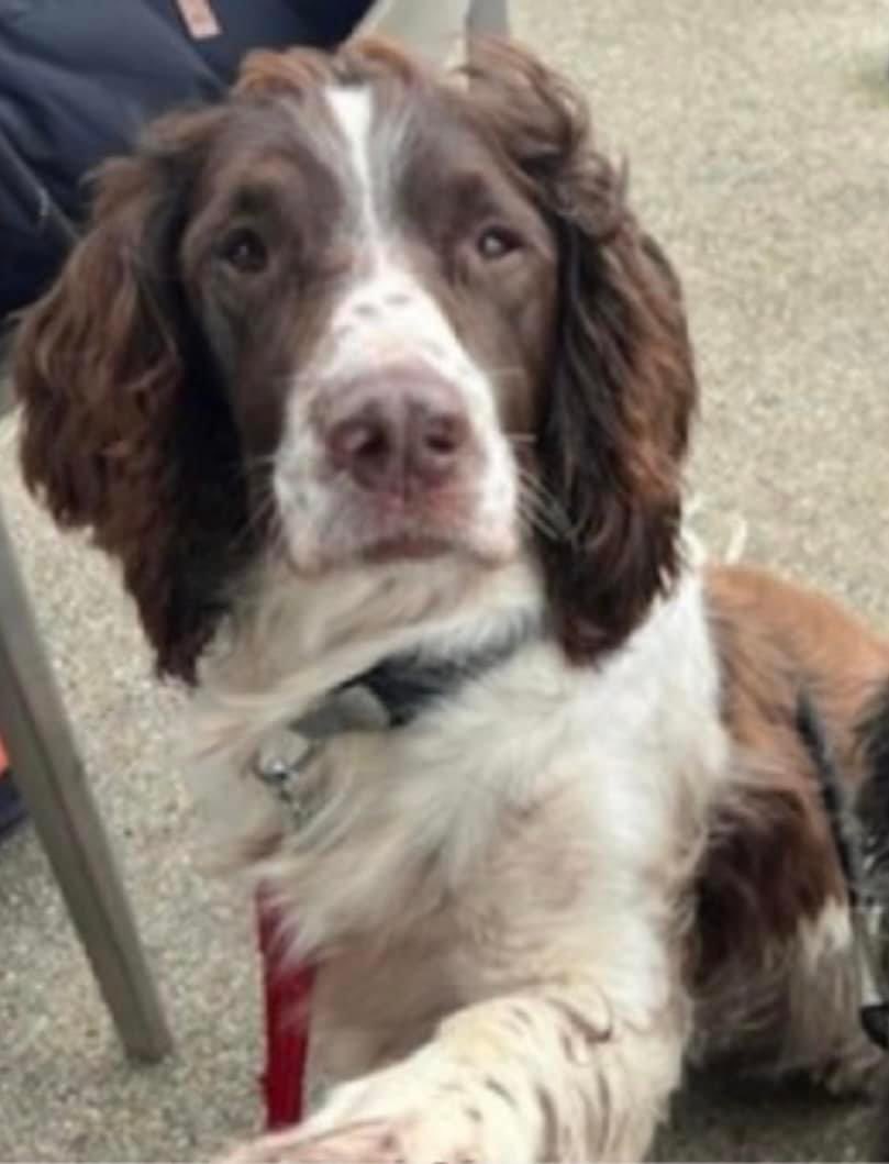 rosieDoc2's tweet image. #StolenDogHour TONIGHT &amp;amp; EVERY SUNDAY 8-9pm 
This is gorgeous SPENCER missed so very much by his family 
10/3/24 was the last time they saw him 
#Shawford area 
WHERE IS HE? Stolen? Picked up &amp;amp; kept? 

doglost.co.uk/dog-blog.php?d…

@JacquiSaid @juliagarland73 @BitofDecorum @alid2912