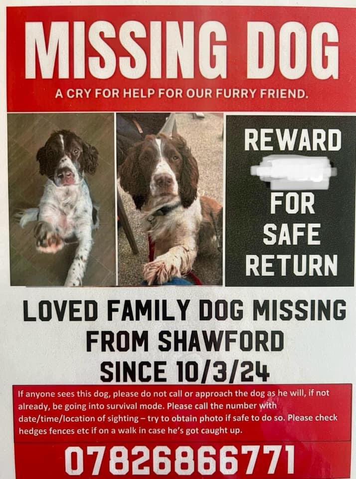 rosieDoc2's tweet image. #StolenDogHour TONIGHT &amp;amp; EVERY SUNDAY 8-9pm 
This is gorgeous SPENCER missed so very much by his family 
10/3/24 was the last time they saw him 
#Shawford area 
WHERE IS HE? Stolen? Picked up &amp;amp; kept? 

doglost.co.uk/dog-blog.php?d…

@JacquiSaid @juliagarland73 @BitofDecorum @alid2912