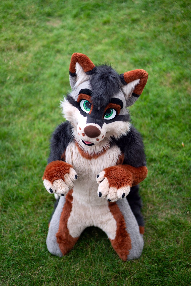 Lucky_Wuff's tweet photo. Politely waiting for your pats https://t.co/fc8R05hlyI