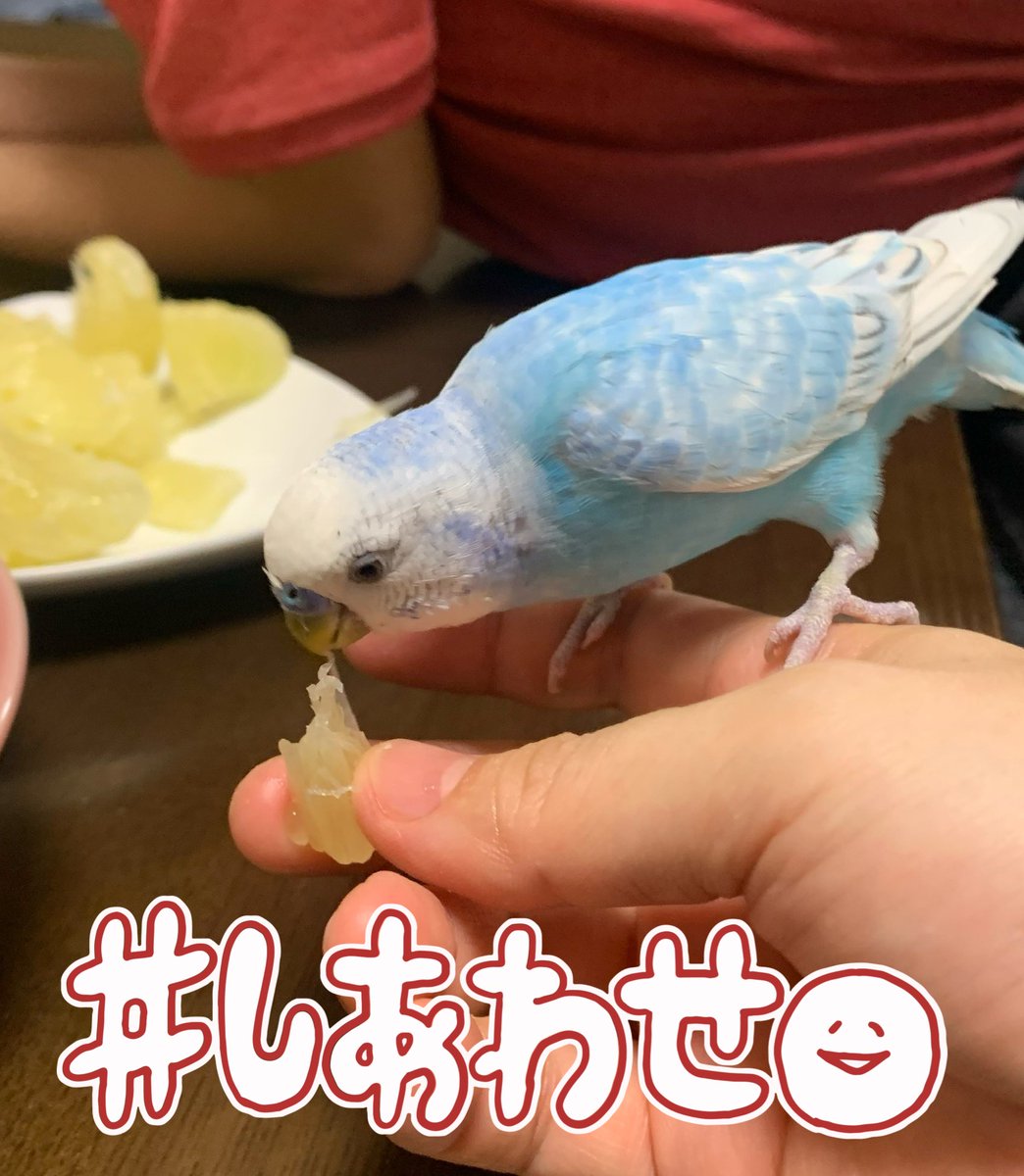 mittuttu's tweet photo. うちのセイちゃんは柑橘系が大好きです🐦
オレンジ、みかん、文旦🐦👍
 #セキセイインコ https://t.co/adp38oIZfb