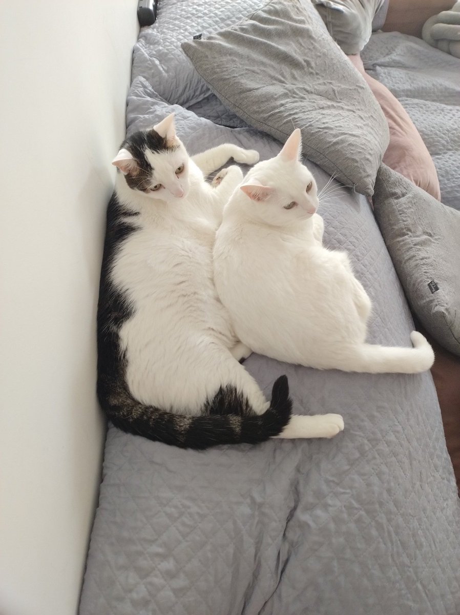 comeToLich's tweet photo. @sabrinamadora Oi, Leopoldo! Barão, o gato grande e gordo, e Lux, a gata miúda e bolotinha, mandam oi tbm https://t.co/STA8x3yCjk