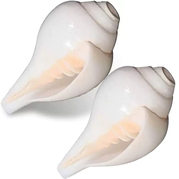 InfoGujcost's tweet photo. The #Shankha, or conch, is a #sacred symbol with remarkable #health benefits and #environmental impact.

Visit the #AquaticScience Gallery at @RSCBhavnagar to explore our extensive #conch collection, learn about #MarineLife, #Conservation, and their #historical significance.

By studying and preserving conchs, we #appreciate their #beauty, #ecological role, and #cultural significance, highlighting the need to protect our #marine environments.

@MissionLiFE_ @mygovindia @monakhandhar @CMOGuj @PMOIndia @moefcc @UNBiodiversity