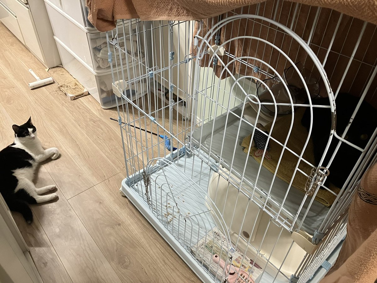 kadoya90109's tweet image. 風鈴のお寺、宇治田原、正寿院から、摂津峡SAALに、ゆきこさんの新ユニット「こかげ」を見に行く、癒しの1日。
ハチベエ、ナナミと楽しい暮らしを願う七夕。#ゆきこ#こかげ#黒猫#ハチワレ