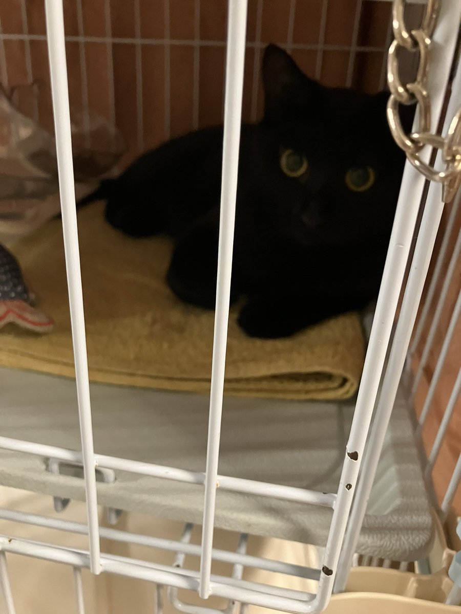 kadoya90109's tweet image. 風鈴のお寺、宇治田原、正寿院から、摂津峡SAALに、ゆきこさんの新ユニット「こかげ」を見に行く、癒しの1日。
ハチベエ、ナナミと楽しい暮らしを願う七夕。#ゆきこ#こかげ#黒猫#ハチワレ