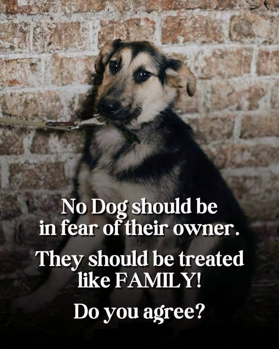 Beyond_theleash's tweet image. We agree 100000% … what about you? 🐶♥️