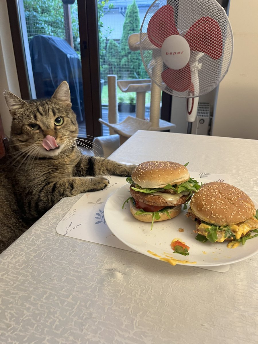 I don't normally post photos of my cat but I feel like this is important