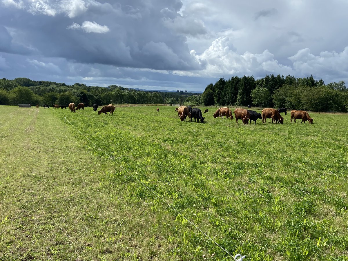 Cows and calves enjoying a fresh bite this morning.