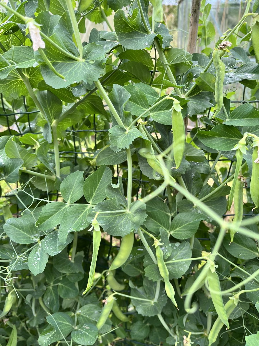 beevalleyfarm tweet media